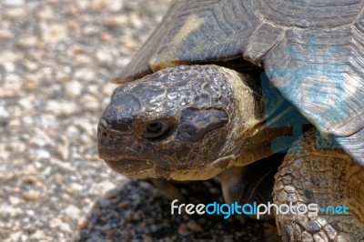 Sardinian Marginated Tortoise (testudo Marginata) Stock Photo