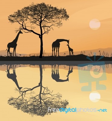 Savana With Giraffes Stock Image