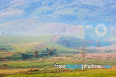 Savanna Forest In Thailand Stock Photo