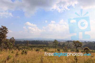 Savanna Forest With Sky Stock Photo