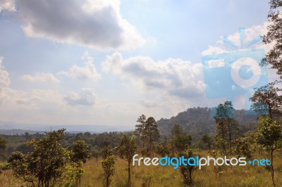 Savanna Forest With Sky Stock Photo