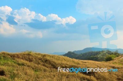 Savanna Forest With Sky Stock Photo