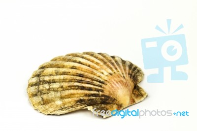 Scallop Stock Photo