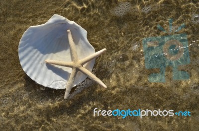 Scallop Shell And Starfish Stock Photo