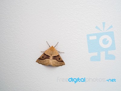 Scalloped Oak (crocallis Elinguaria) Moth Stock Photo