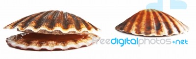 Scallops Isolated On White Stock Photo