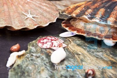 Scallops On Wet Stones Stock Photo