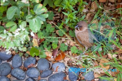 Scaly-breasted Munia (lonchura Punctulata Punctulata Stock Photo