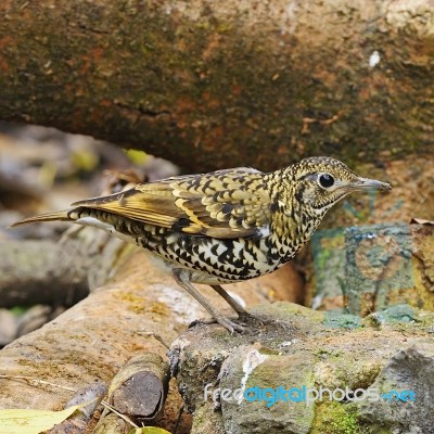 Scaly Thrush Stock Photo