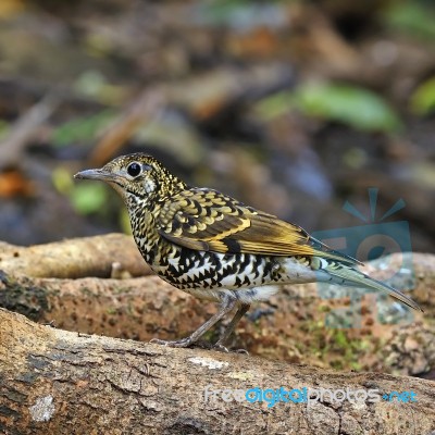 Scaly Thrush Stock Photo