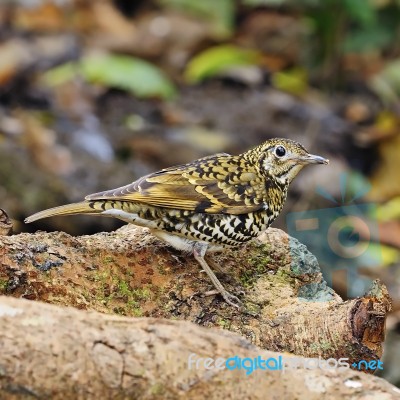 Scaly Thrush Stock Photo