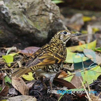 Scaly Thrush Stock Photo