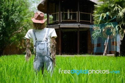 Scarecrow In Field Stock Photo