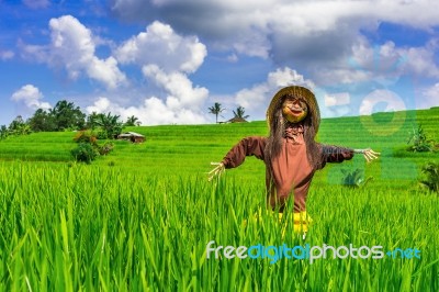 Scarecrow In Rice Fields Stock Photo