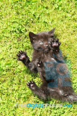 Scared Kitten Stock Photo