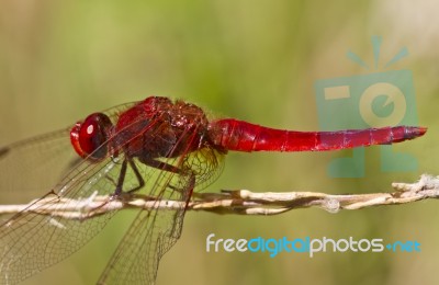 Scarlet Darter (crocothemis Erythraea) Stock Photo