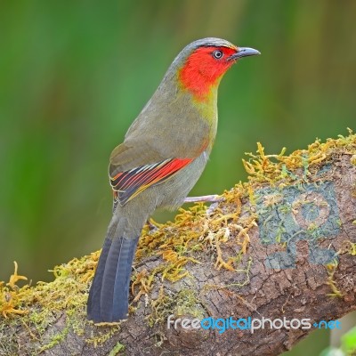 Scarlet-faced Liocichla Stock Photo