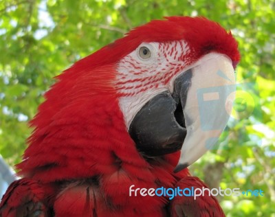 Scarlet Macaw Stock Photo