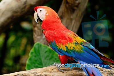 Scarlet Macaw Stock Photo