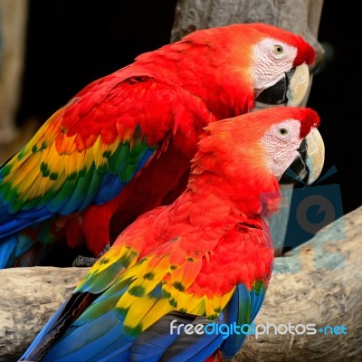 Scarlet Macaw Stock Photo