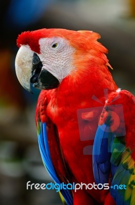 Scarlet Macaw Stock Photo