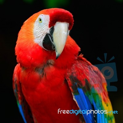 Scarlet Macaw Stock Photo