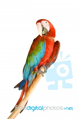 Scarlet Macaw Stock Photo