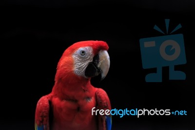 Scarlet Macaw Close Up Stock Photo