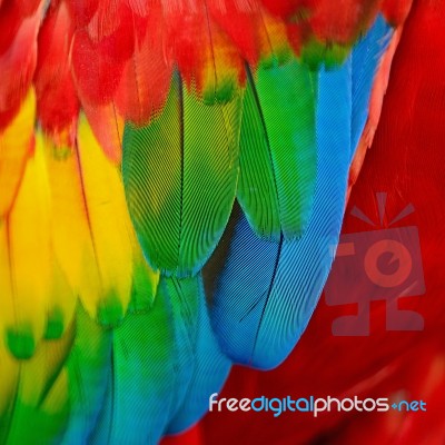 Scarlet Macaw Feathers Stock Photo