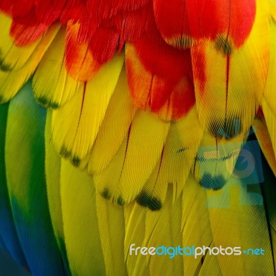 Scarlet Macaw Feathers Stock Photo