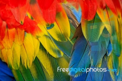 Scarlet Macaw Feathers Stock Photo