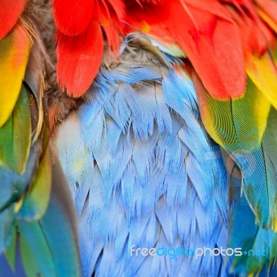 Scarlet Macaw Feathers Stock Photo