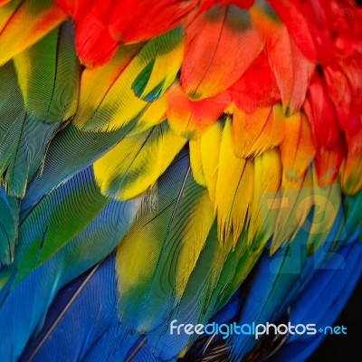 Scarlet Macaw Feathers Stock Photo