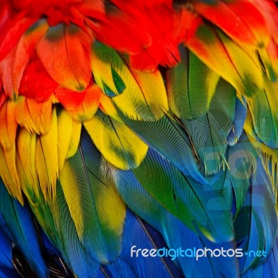 Scarlet Macaw Feathers Stock Photo