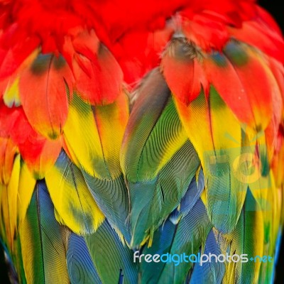 Scarlet Macaw Feathers Stock Photo