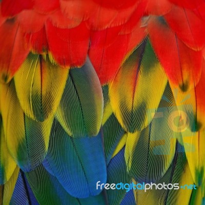 Scarlet Macaw Feathers Stock Photo