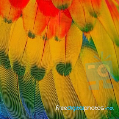 Scarlet Macaw Feathers Stock Photo