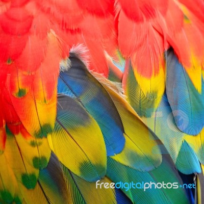 Scarlet Macaw Feathers Stock Photo