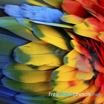 Scarlet Macaw Feathers Stock Photo