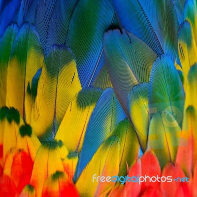 Scarlet Macaw Feathers Stock Photo