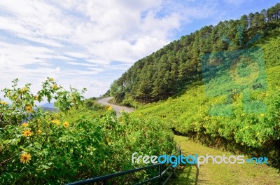 Scenic Nature Doi Mae Uko Mountain Stock Photo