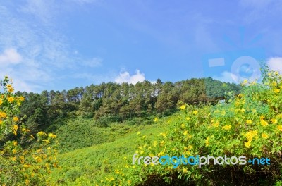 Scenic Nature Doi Mae Uko Mountain Stock Photo