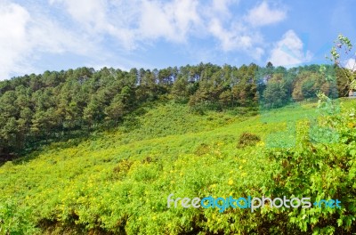 Scenic Nature Doi Mae Uko Mountain Stock Photo