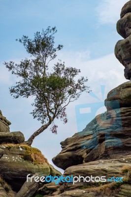 Scenic View Of A Tree Growing On Brimham Rocks In Yorkshire Dale… Stock Photo