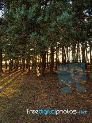 Scenic View Of Friends Clump In The Ashdown Forest Stock Photo