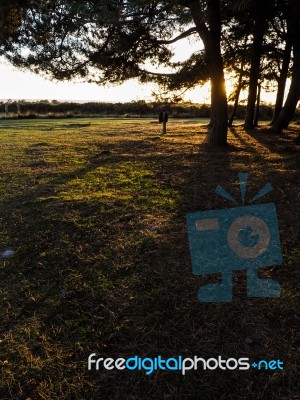 Scenic View Of Friends Clump In The Ashdown Forest Stock Photo