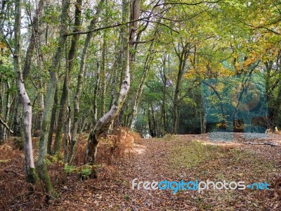 Scenic View Of The Ashdown Forest In Sussex Stock Photo