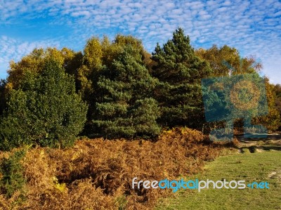 Scenic View Of The Ashdown Forest In Sussex Stock Photo