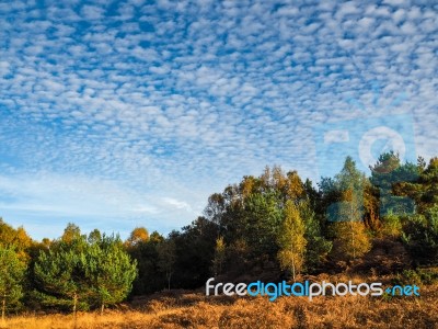 Scenic View Of The Ashdown Forest In Sussex Stock Photo