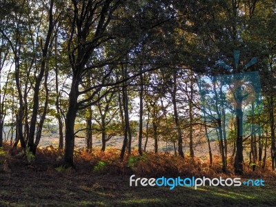 Scenic View Of The Ashdown Forest In Sussex Stock Photo